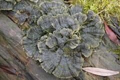 Trametes versicolor