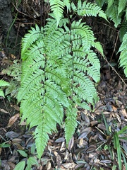 Dryopteris tenuipes