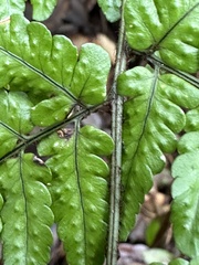 Dryopteris tenuipes