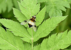 Leucozona lucorum