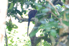 Plecturocebus caligatus