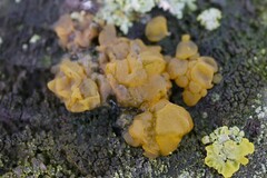 Dacrymyces stillatus