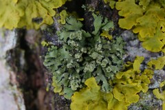 Phaeophyscia orbicularis
