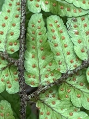 Dryopteris tenuipes