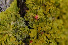 Illosporiopsis christiansenii