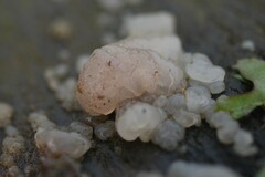 Myxarium nucleatum