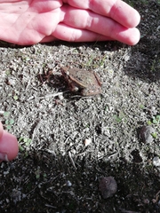 Discoglossus galganoi
