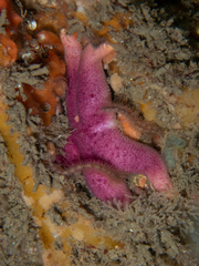 Henricia oculata