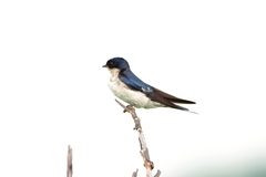 Hirundo dimidiata