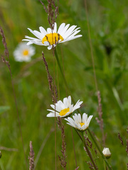 Leucanthemum