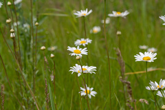 Leucanthemum