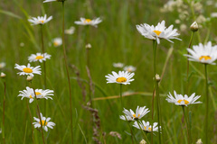 Leucanthemum
