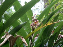 Alpinia zerumbet