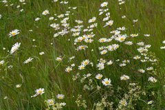 Leucanthemum