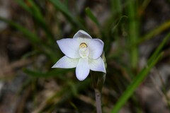Thelymitra pallidiflora
