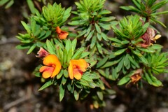 Pultenaea humilis