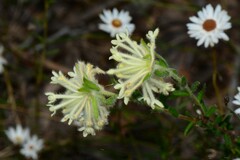 Pimelea octophylla