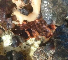 Schizoporella errata