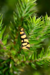 Tanyzancla argutella