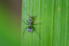 Polyrhachis subfossa