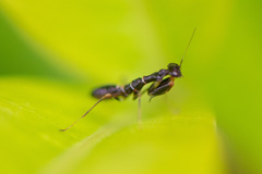 Odontomantis planiceps
