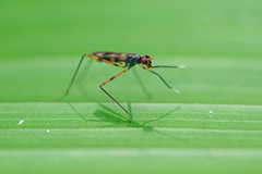 Taeniapterinae