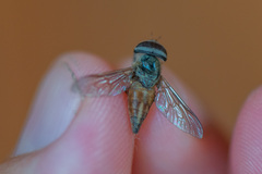 Tabanus nigrovittatus