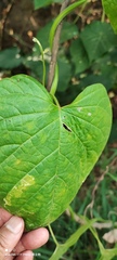 Dioscorea alata