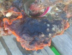 Schizoporella errata