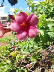 Allamanda blanchetii