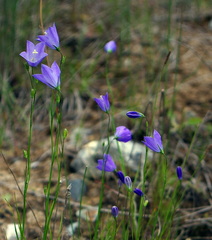 Campanula rotundifolia