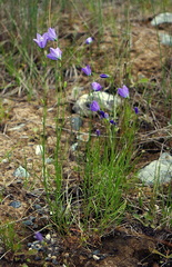 Campanula rotundifolia
