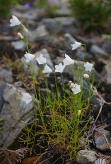 Campanula rotundifolia