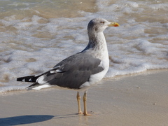 Larus fuscus
