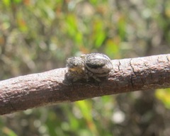 Maratus plumosus