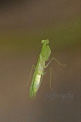 Tropidomantis gressitti