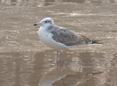 Ichthyaetus ichthyaetus