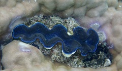 Tridacna crocea