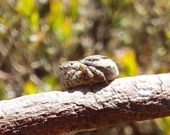 Maratus plumosus