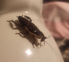 Drymaplaneta semivitta