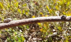 Maratus plumosus