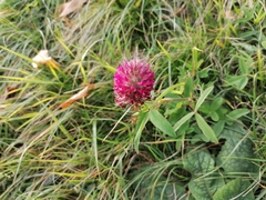 Trifolium rubens