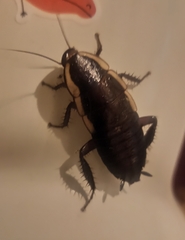 Drymaplaneta semivitta