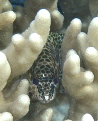 Epinephelus merra
