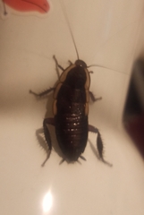 Drymaplaneta semivitta