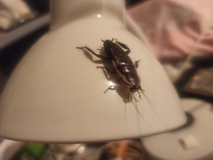 Drymaplaneta semivitta