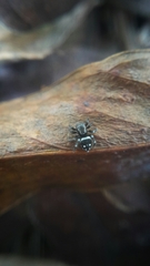 Stenaelurillus guttatus