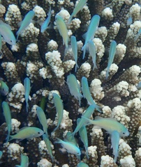 Chromis viridis