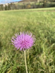 Carduus defloratus