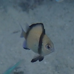 Dascyllus reticulatus